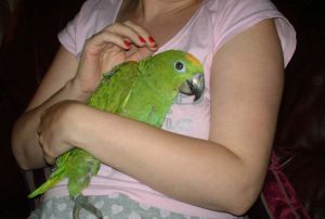 parrot-with-woman